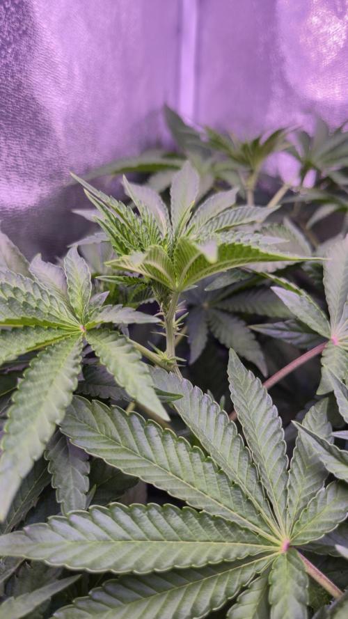 Fem10 - Photoperiodic TestSeed FastBuds. Week 7