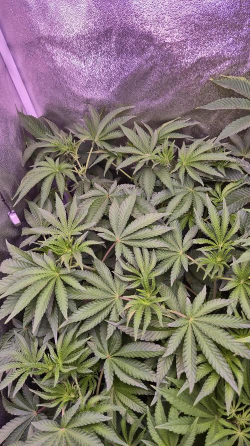 Fem10 - Photoperiodic TestSeed FastBuds. Week 7