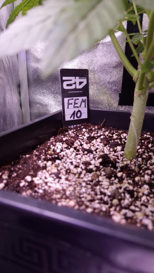 Fem10 - Photoperiodic TestSeed FastBuds. Week 7
