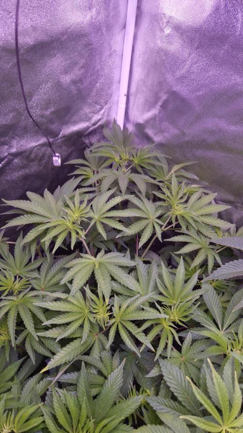Fem10 - Photoperiodic TestSeed FastBuds. Week 7