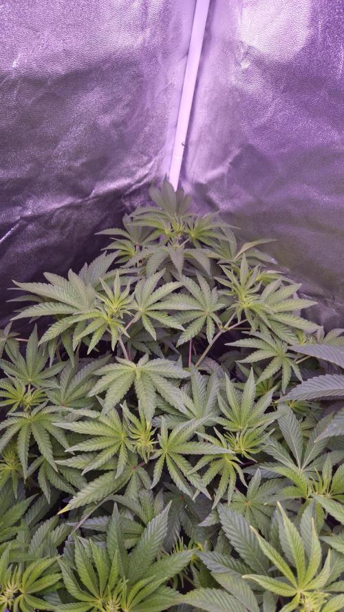 Fem10 - Photoperiodic TestSeed FastBuds. Week 7