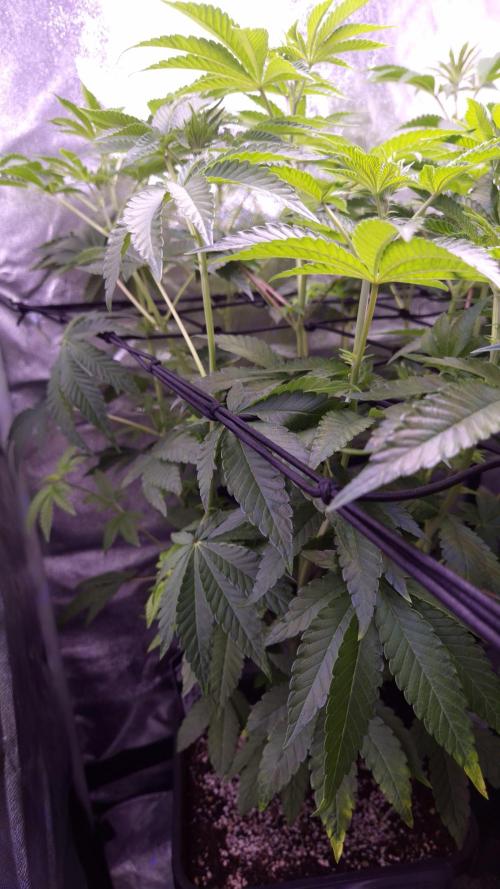 Fem10 - Photoperiodic TestSeed FastBuds. Week 7