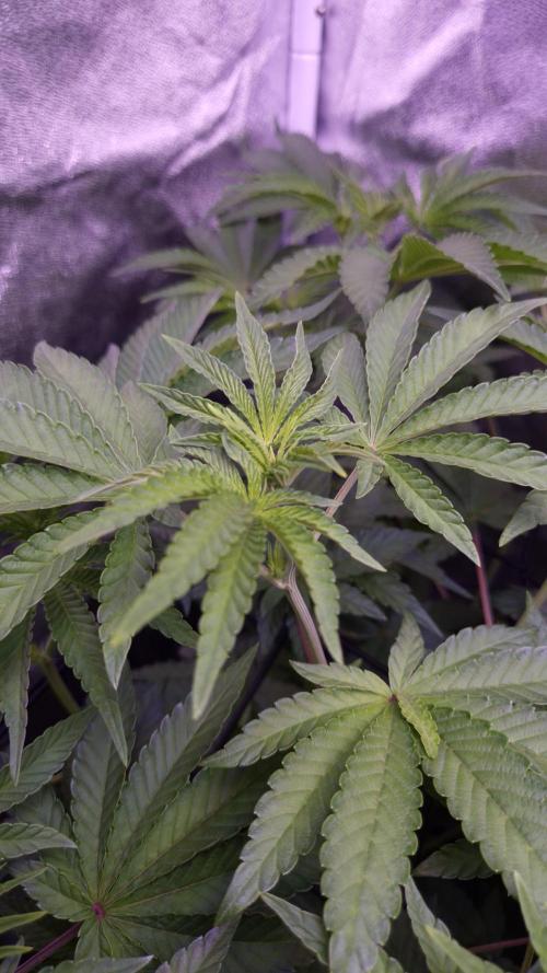 Fem10 - Photoperiodic TestSeed FastBuds. Week 7