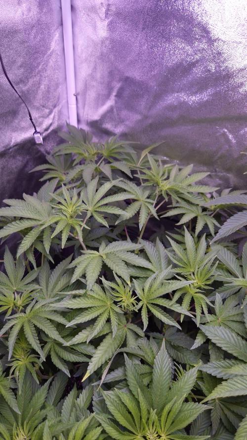 Fem10 - Photoperiodic TestSeed FastBuds. Week 7