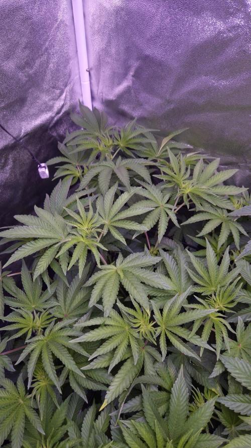 Fem10 - Photoperiodic TestSeed FastBuds. Week 7