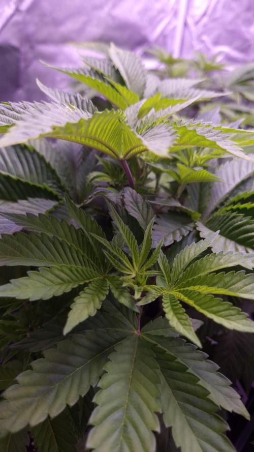 GG4 - FastBuds. Week 6