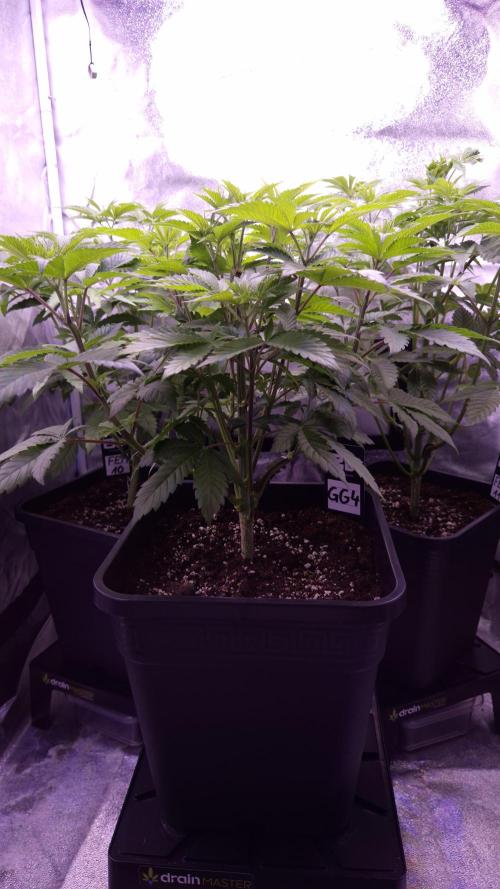 GG4 - FastBuds. Week 6