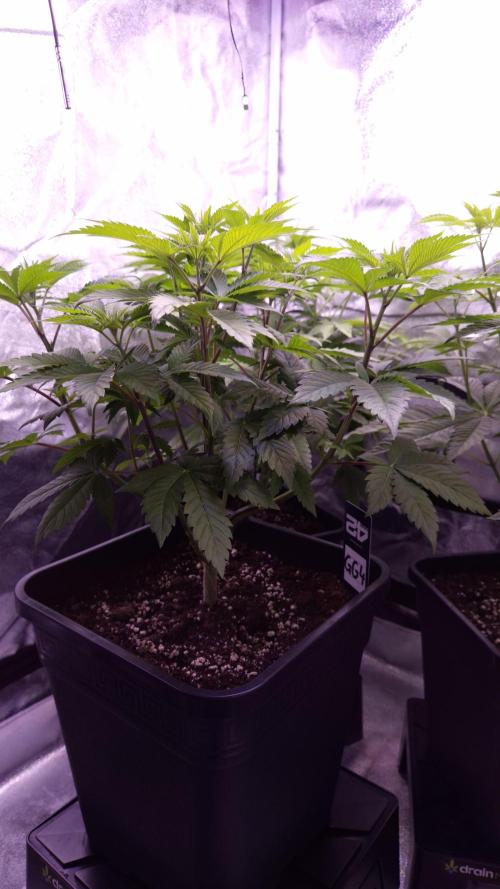 GG4 - FastBuds. Week 6