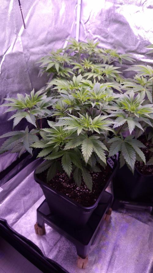 GG4 - FastBuds. Week 6