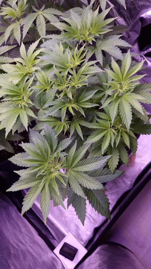 GG4 - FastBuds. Week 6