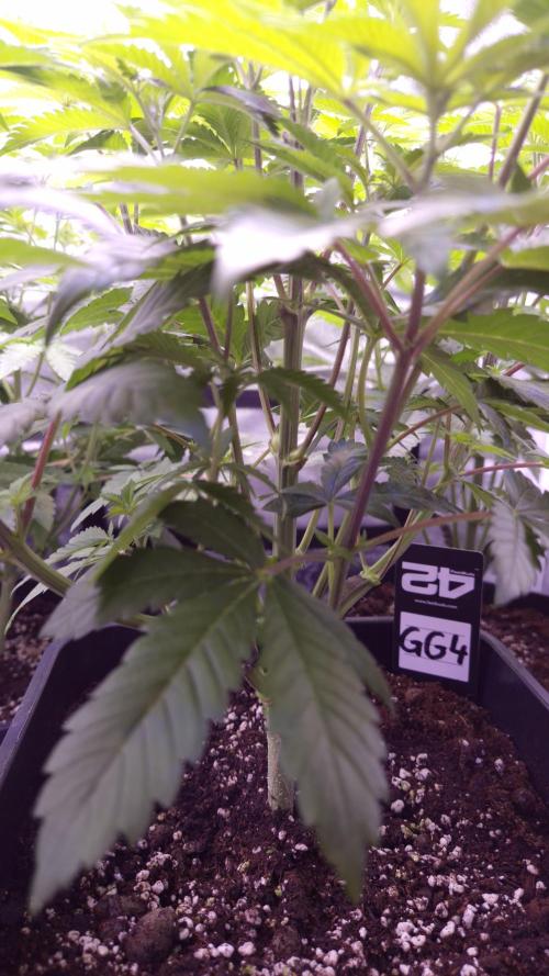 GG4 - FastBuds. Week 6