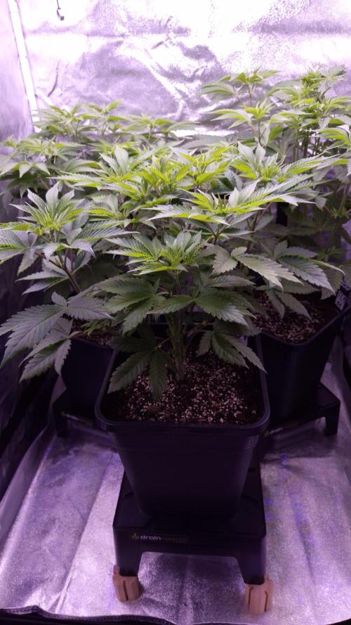 GG4 - FastBuds. Week 6