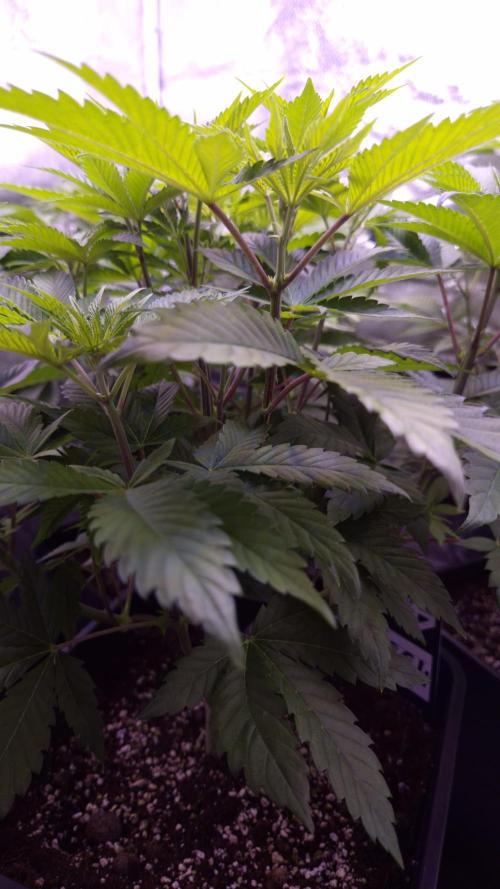 GG4 - FastBuds. Week 6