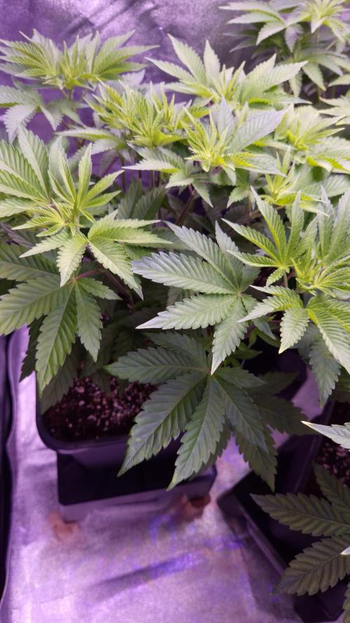 GG4 - FastBuds. Week 6