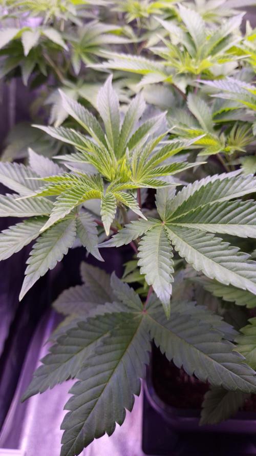 GG4 - FastBuds. Week 6