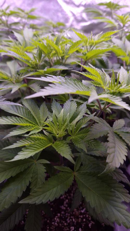 GG4 - FastBuds. Week 6