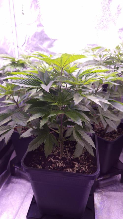 GG4 - FastBuds. Week 6