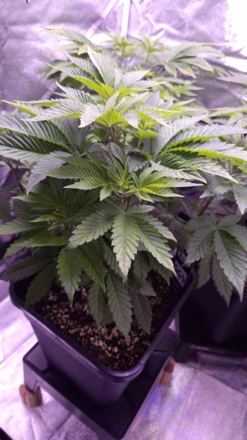 GG4 - FastBuds. Week 6