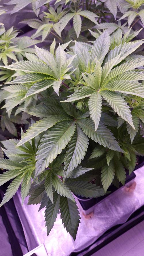 GG4 - FastBuds. Week 6