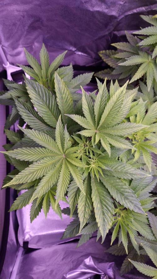 GG4 - FastBuds. Week 6