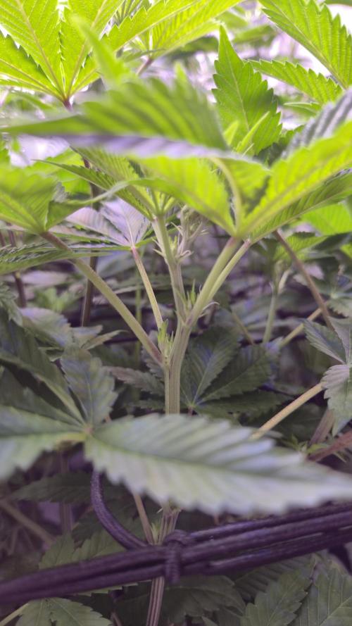 GG4 - FastBuds. Week 7