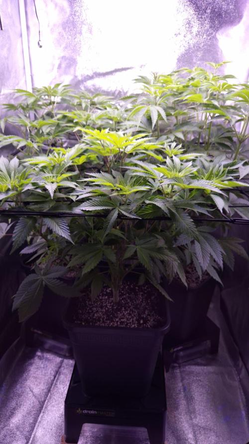 GG4 - FastBuds. Week 7