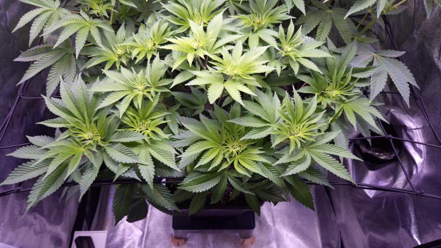 GG4 - FastBuds. Week 7