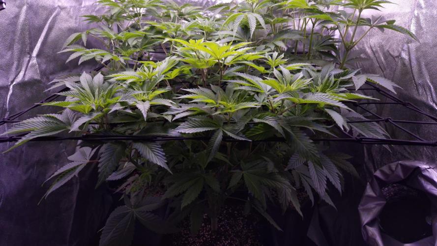 GG4 - FastBuds. Week 7