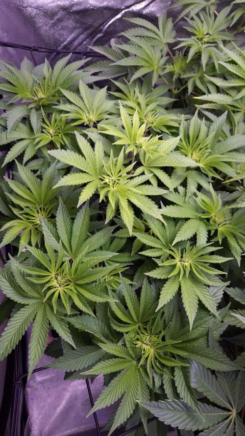 GG4 - FastBuds. Week 7