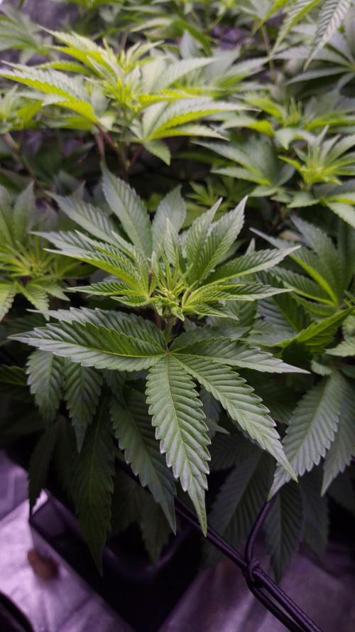 GG4 - FastBuds. Week 7