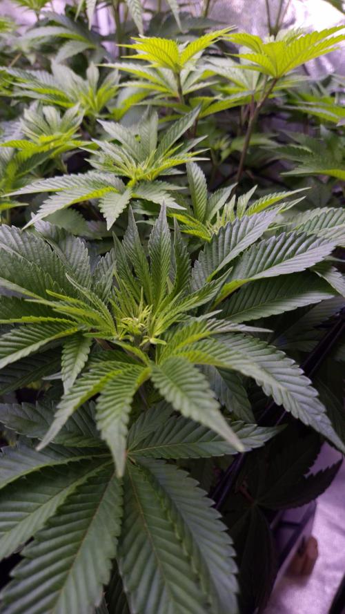 GG4 - FastBuds. Week 7