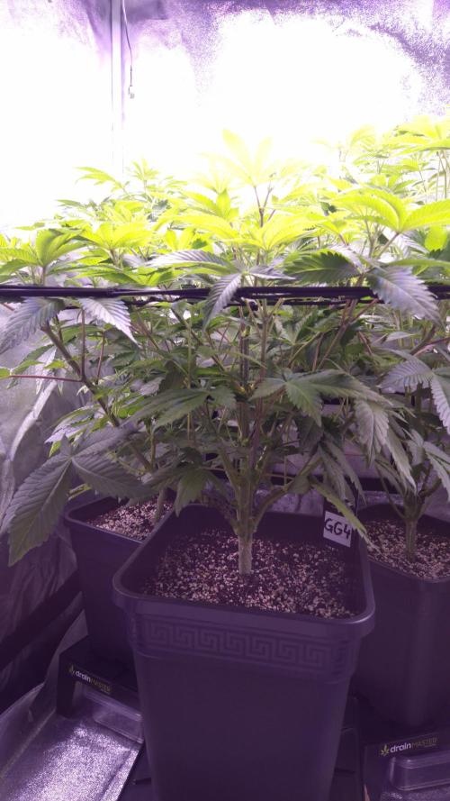 GG4 - FastBuds. Week 7