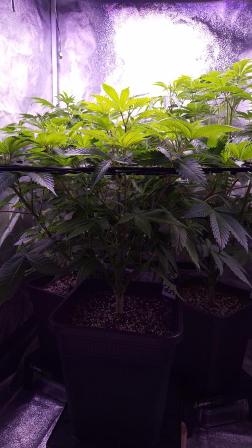 GG4 - FastBuds. Week 7