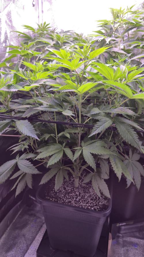 GG4 - FastBuds. Week 7