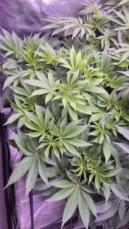 GG4 - FastBuds. Week 7