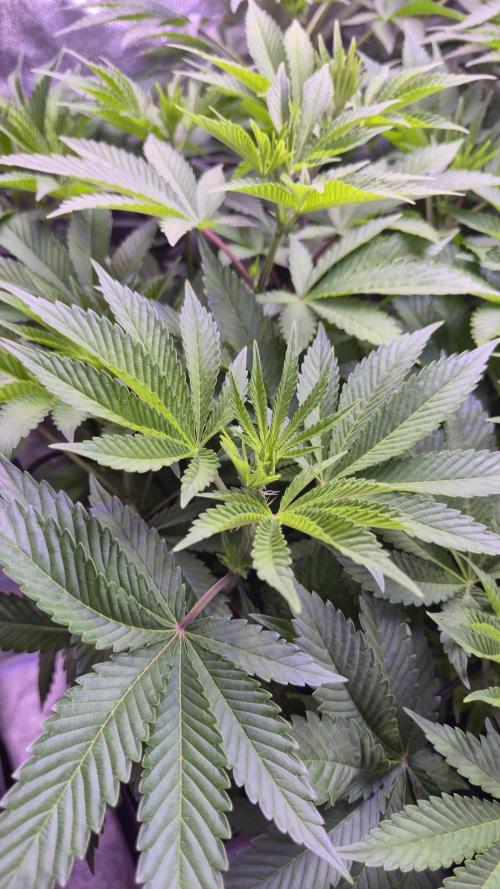 GG4 - FastBuds. Week 7