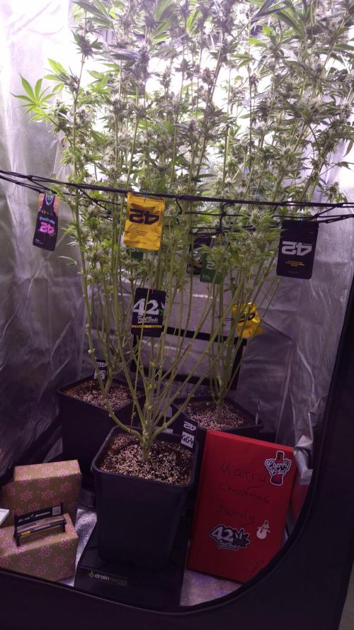 GG4 - FastBuds. Week 7 - Wünsche Frohe Weihnachten🎄