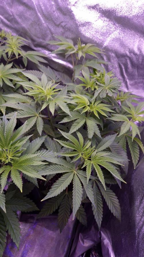 Fem 11 - Photoperiodic TestSeed FastBuds. Week 6