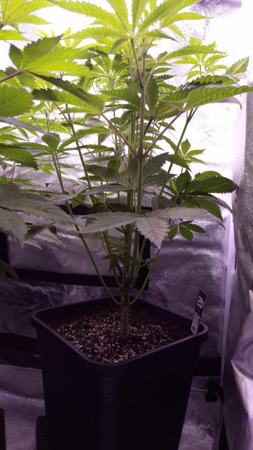 Fem 11 - Photoperiodic TestSeed FastBuds. Week 6