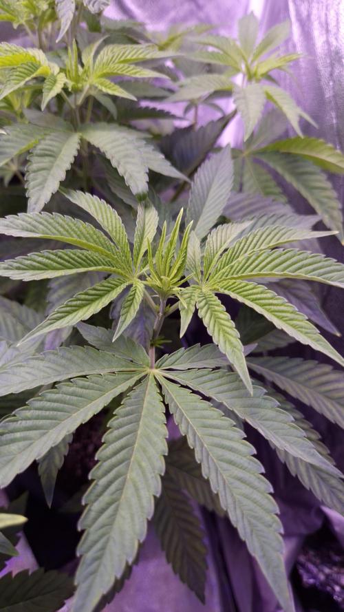 Fem 11 - Photoperiodic TestSeed FastBuds. Week 6