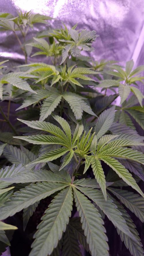 Fem 11 - Photoperiodic TestSeed FastBuds. Week 6