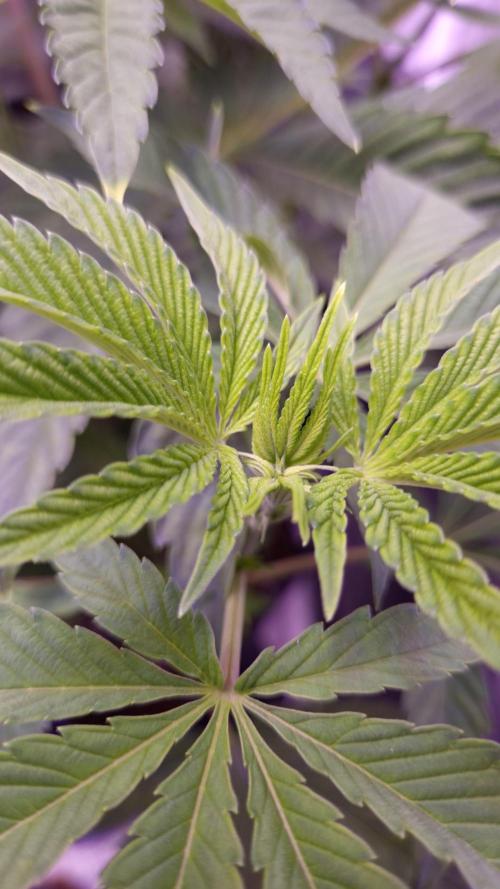 Fem 11 - Photoperiodic TestSeed FastBuds. Week 6