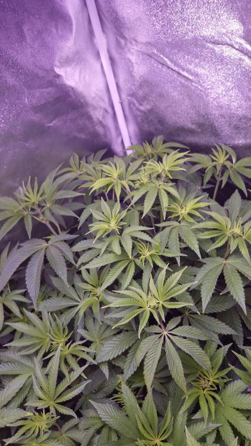 Fem 11 - Photoperiodic TestSeed FastBuds. Week 7