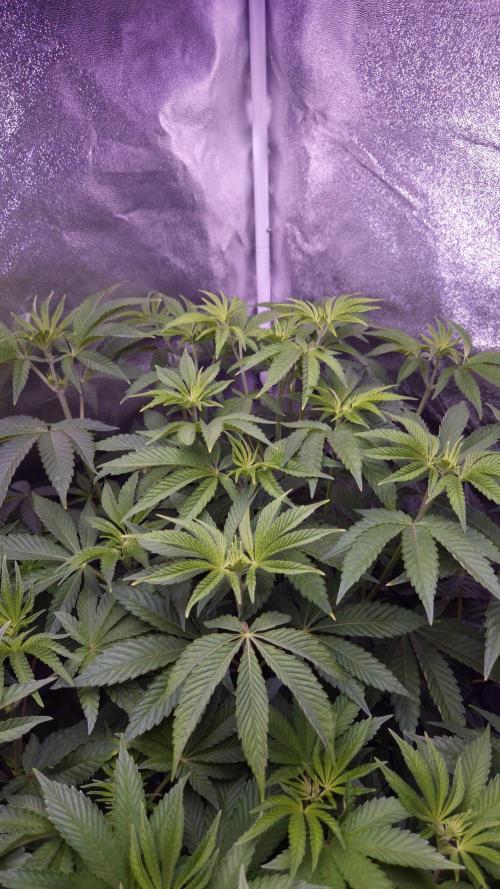 Fem 11 - Photoperiodic TestSeed FastBuds. Week 7