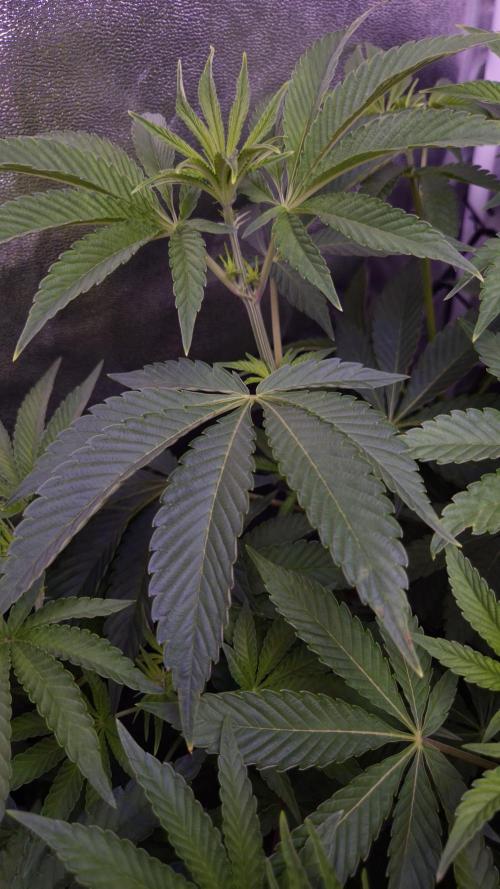 Fem 11 - Photoperiodic TestSeed FastBuds. Week 7