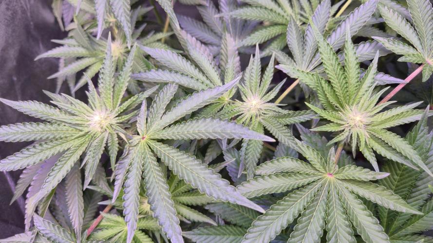 Fem10 - Photoperiodic TestSeed FastBuds. Week 8