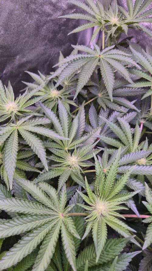 Fem10 - Photoperiodic TestSeed FastBuds. Week 8