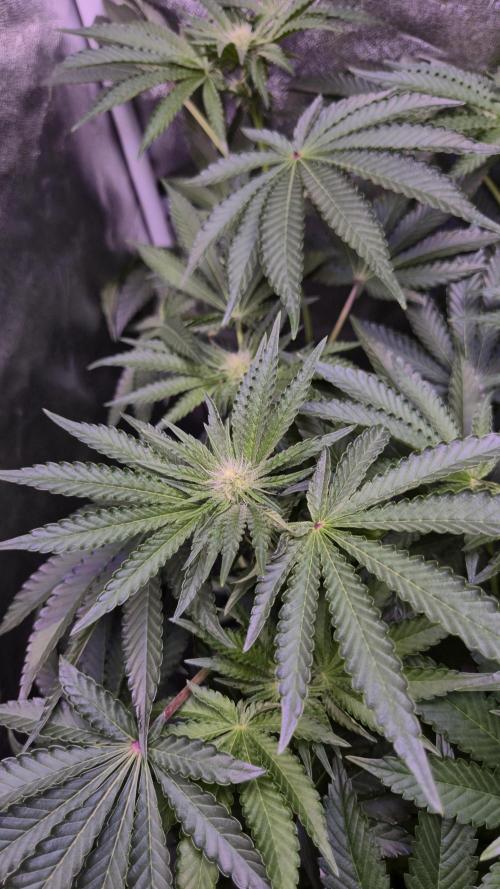 Fem10 - Photoperiodic TestSeed FastBuds. Week 8