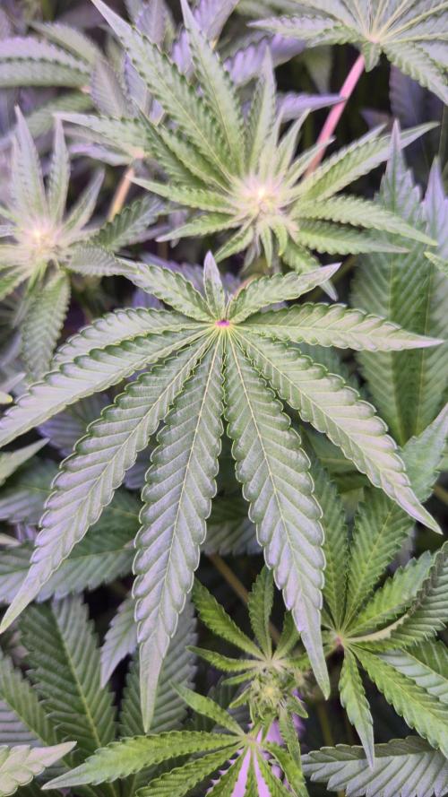 Fem10 - Photoperiodic TestSeed FastBuds. Week 8