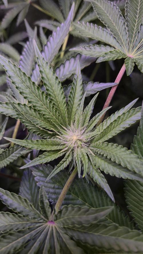 Fem10 - Photoperiodic TestSeed FastBuds. Week 8